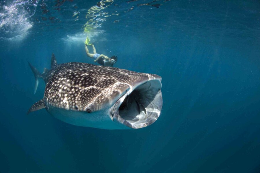 Svøm med hvalhajer ved Conrad Maldives Rangali Island, Maldiverne