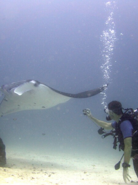 Kom ud og dyk med Manta rat på Gili Lankanfushi, Maldiverne
