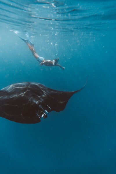 Snorkel eller dyk med manta rays ved Soneva Fushi, Maldiverne