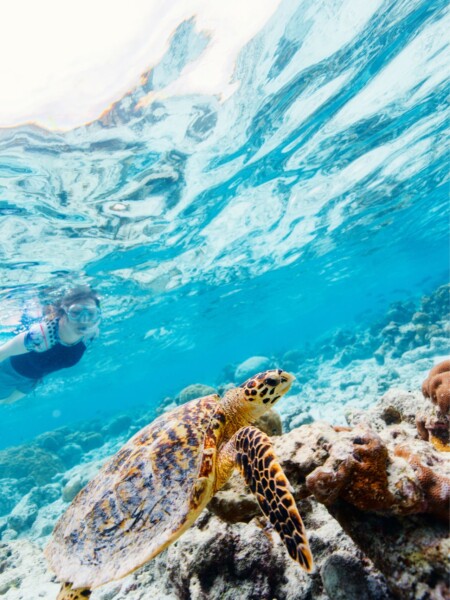 Snorkling på Maldiverne