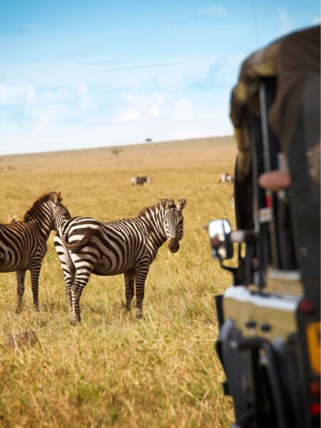 Mød zebraer under safari i Afrika