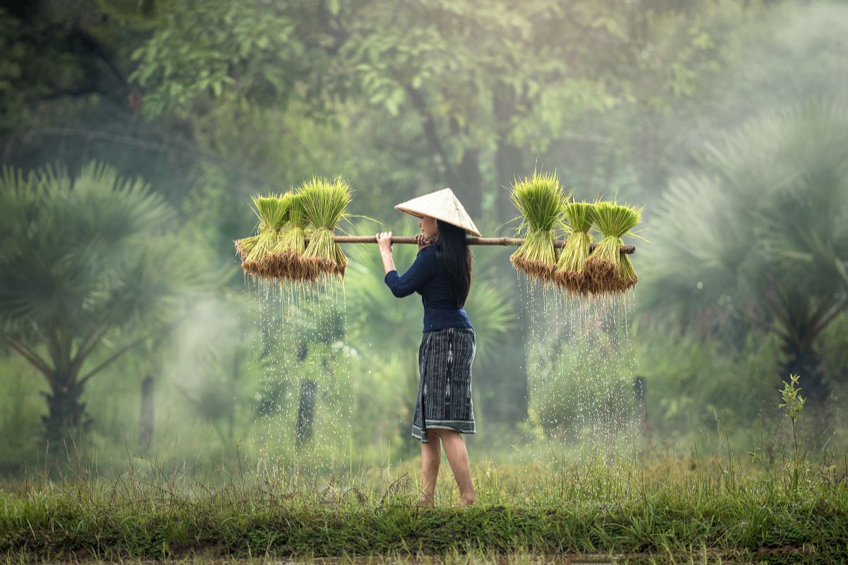Kvinde med risplanter i Cambodia