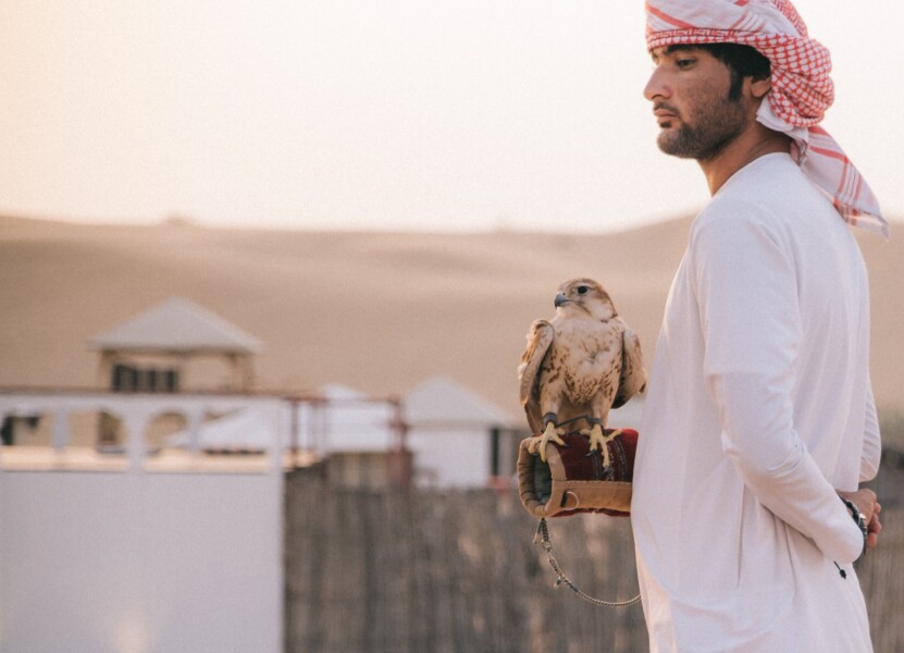 Falkoner i ørkenen ved Dubai i De Forenede Arabiske Emirater