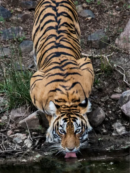 Tiger i Ranthambore National Park, Indien
