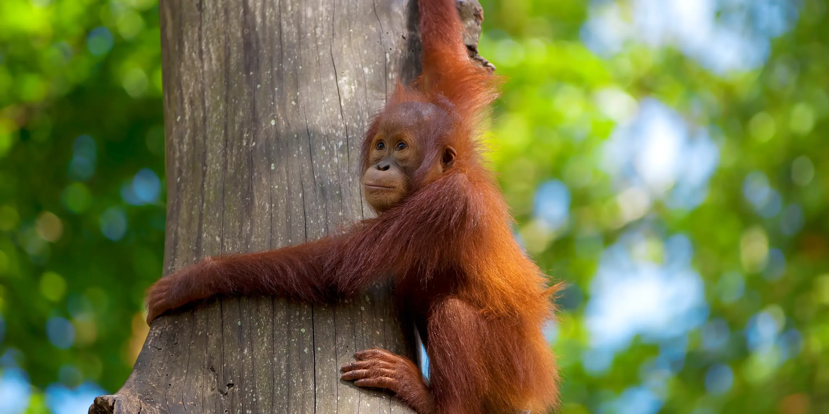 Borneo-orangutang, Borneo, Malaysia