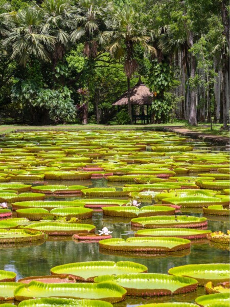 Den Botaniske Have på Mauritius