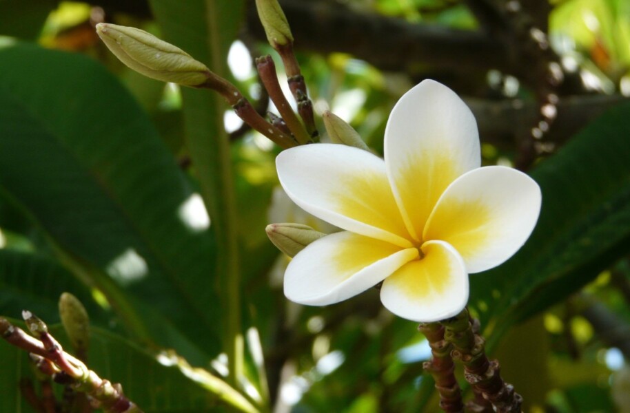 Duftende Frangipani blomster på Mauritius
