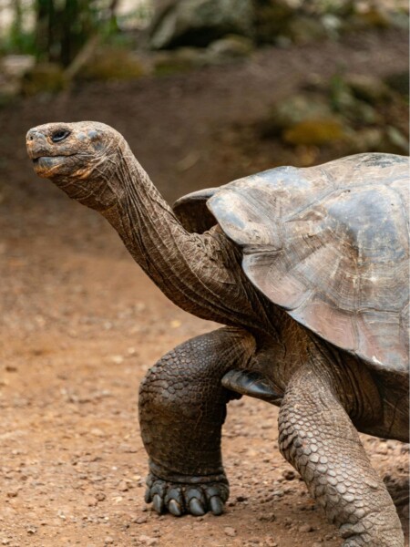 Aldabra kæmpeskildpadden på Mauritius