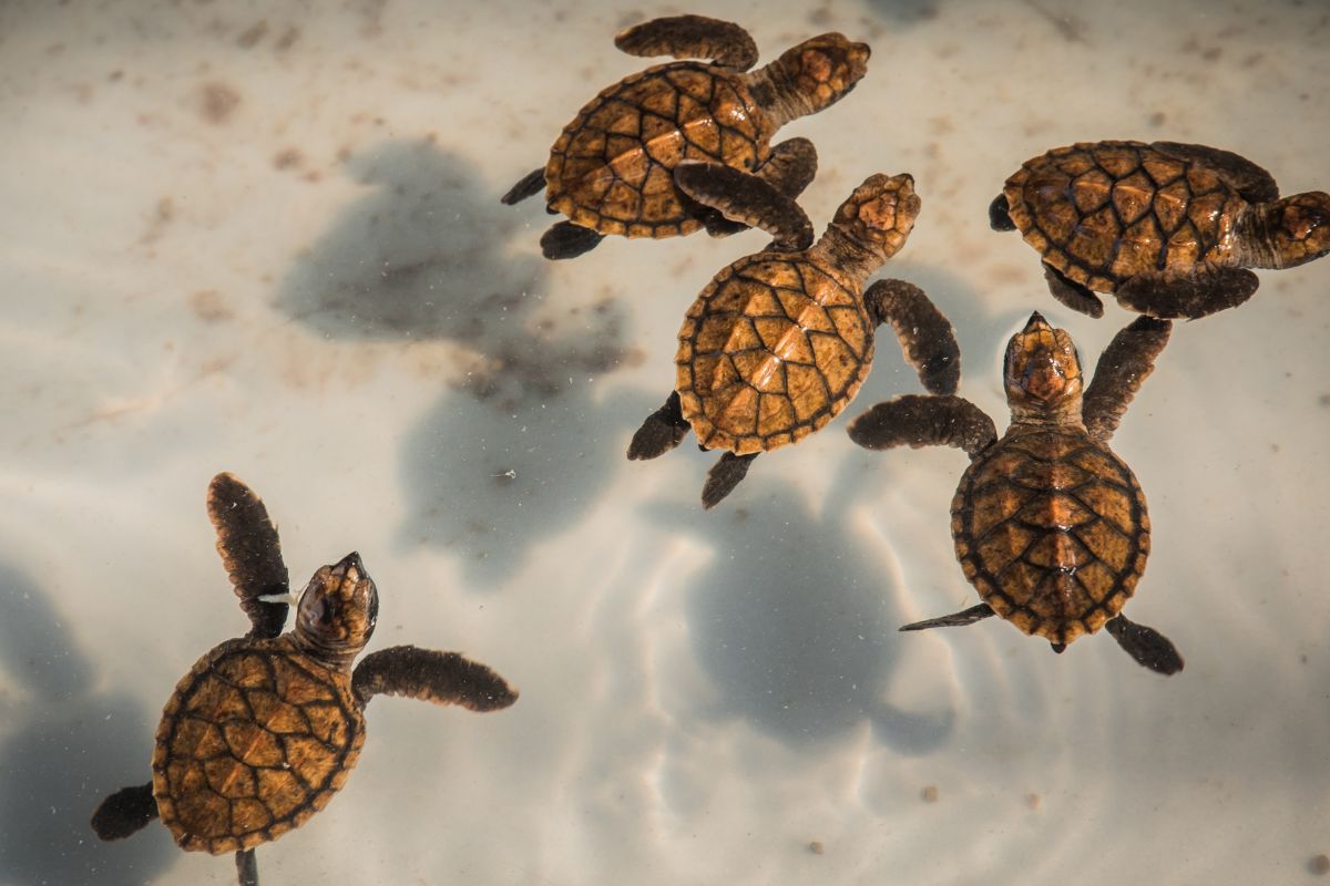 Skildpaddeunger på Seychellerne