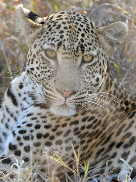 Leopard i Moremi National Park i Botswana, Afrika
