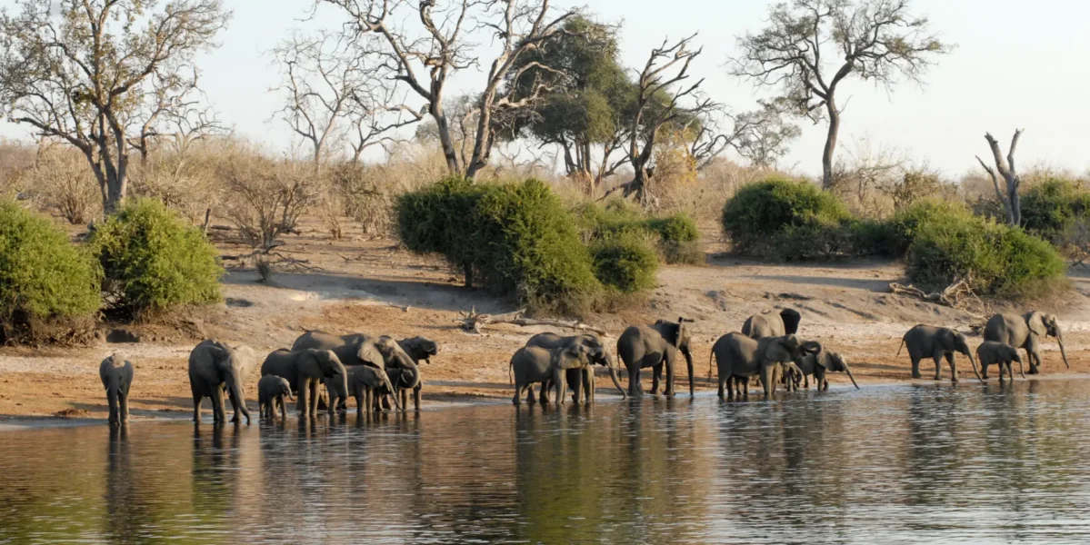 Elefantflok i Chobe National Park i Botswana, Afrika