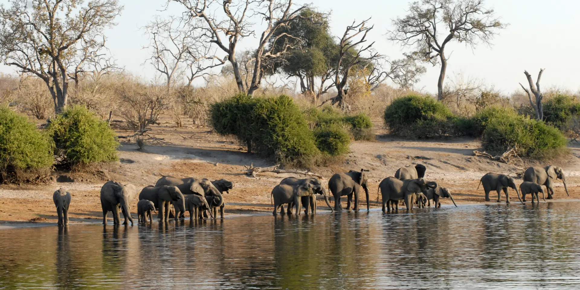 Elefantflok i Chobe National Park i Botswana, Afrika