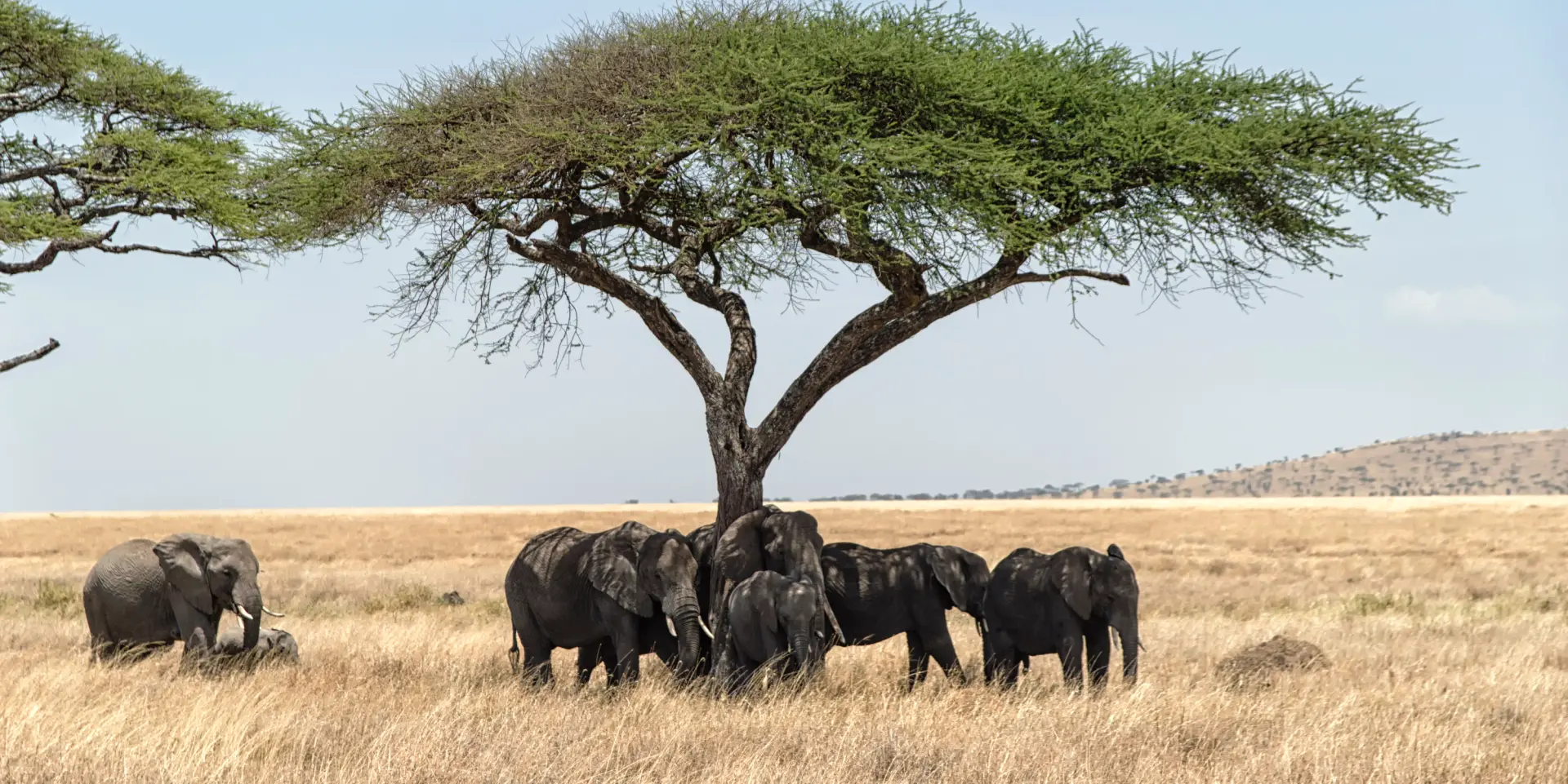 Elefantflok i skyggen af et akacietræ i Afrika