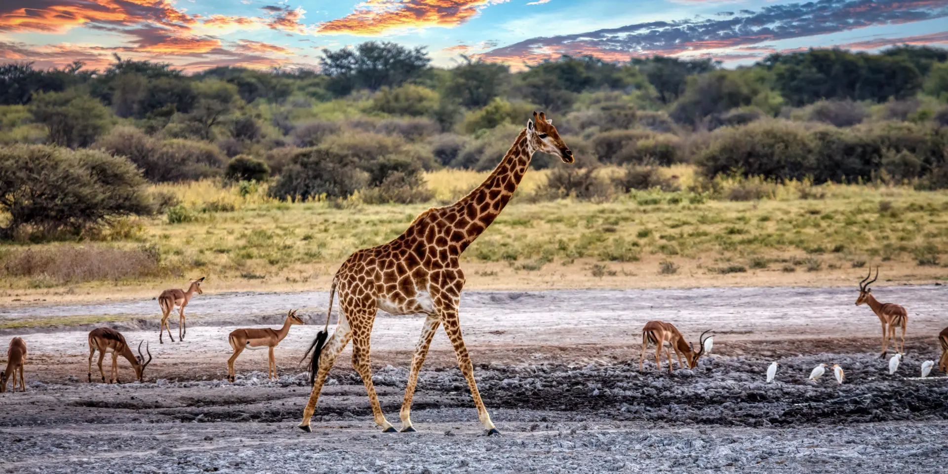 Antiloper og giraf ved vandhul i Botswana, Afrika