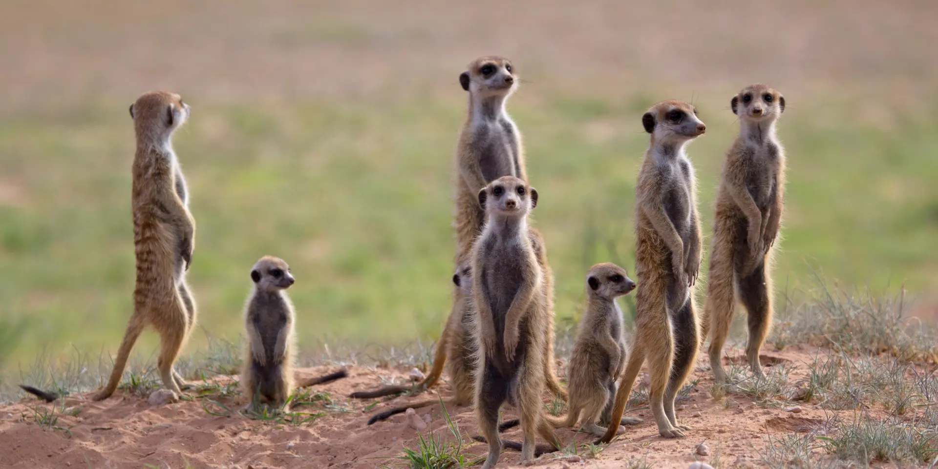 Surikat familie i Botswana