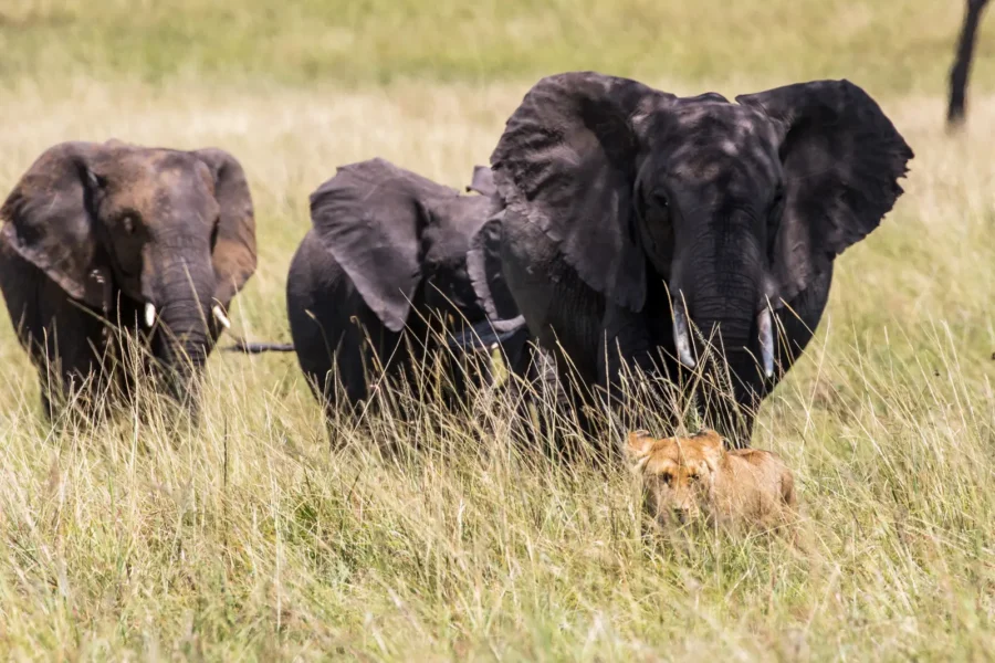 Oplev dyrelivet på safari med Angama Mara, Kenya, Afrika