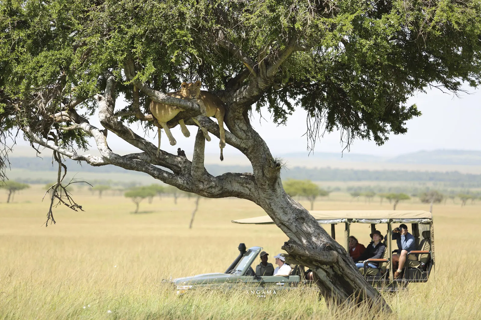 Safari med Angama Mara, Kenya, Afrika