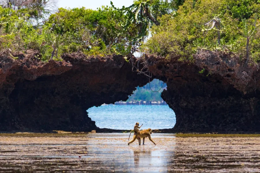 Dyreliv i mangroven ved Chale Island Resort, Kenya, Afrika