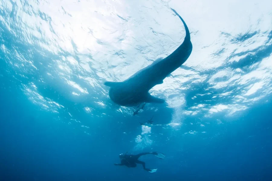 Dyk ned til hvalhajer, tropiske fisk og koraller ved Chale Island Resort, Kenya, Afrika