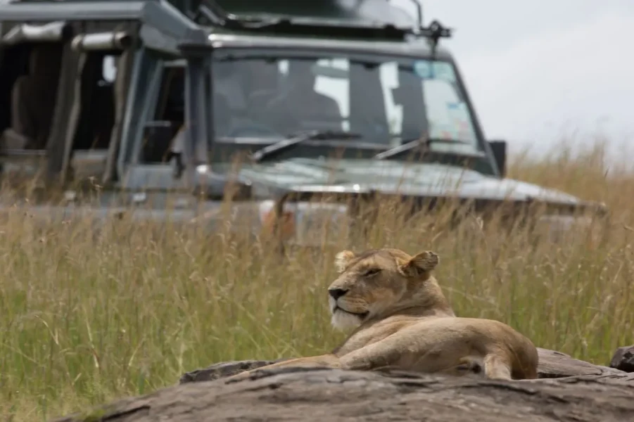 Safari med Elewana Sand River, Kenya, Afrika