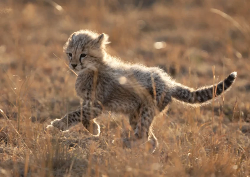Oplev det vilde dyreliv fra House in the Wild i Kenya, Afrika