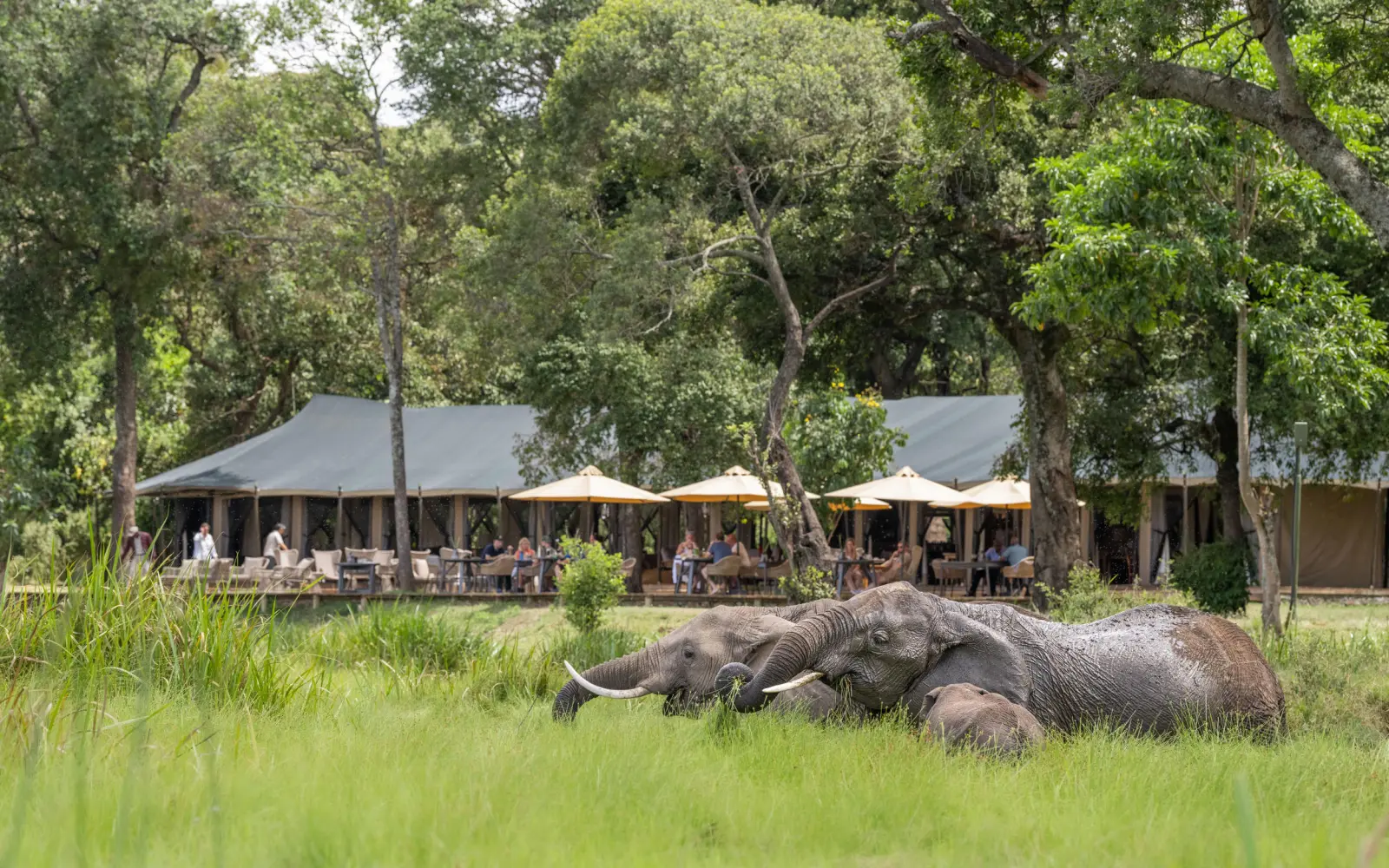 Oplev dyrelivet direkte fra Little Governors' Camp, Kenya, Afrika