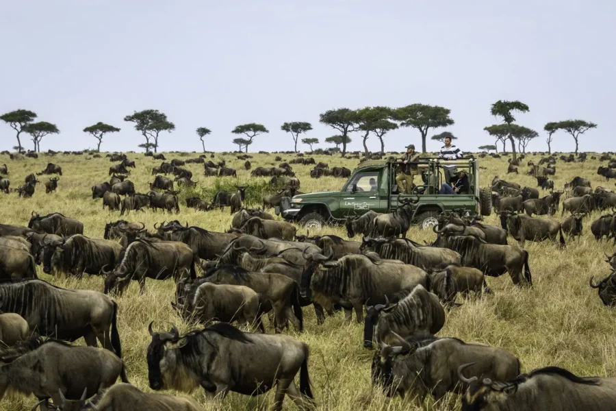 Oplev migrationen på safari med Little Governors' Camp, Kenya, Afrika