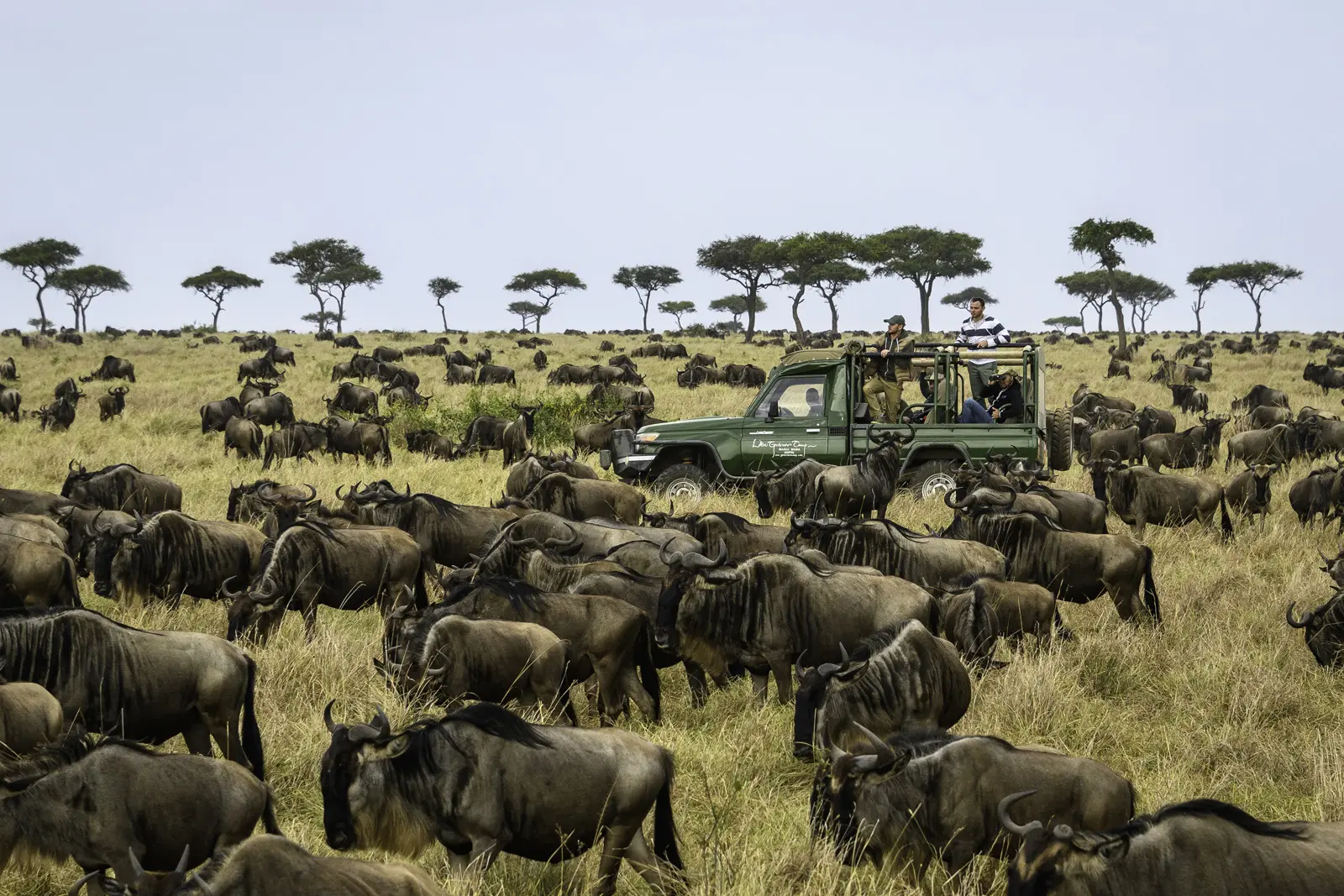 Oplev migrationen på safari med Little Governors' Camp, Kenya, Afrika