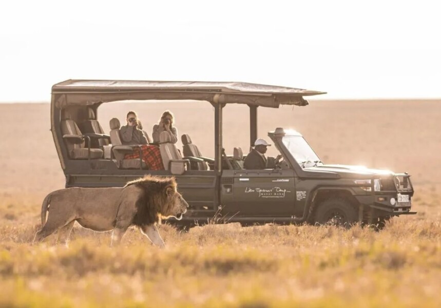 På safari med Little Governors' Camp, Kenya, Afrika
