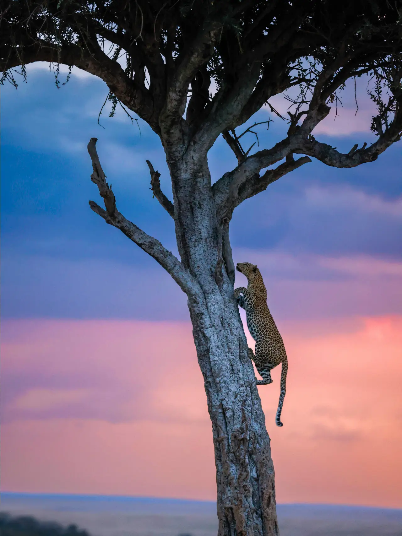 Solnedgang og en leopard i Kenya, Afrika