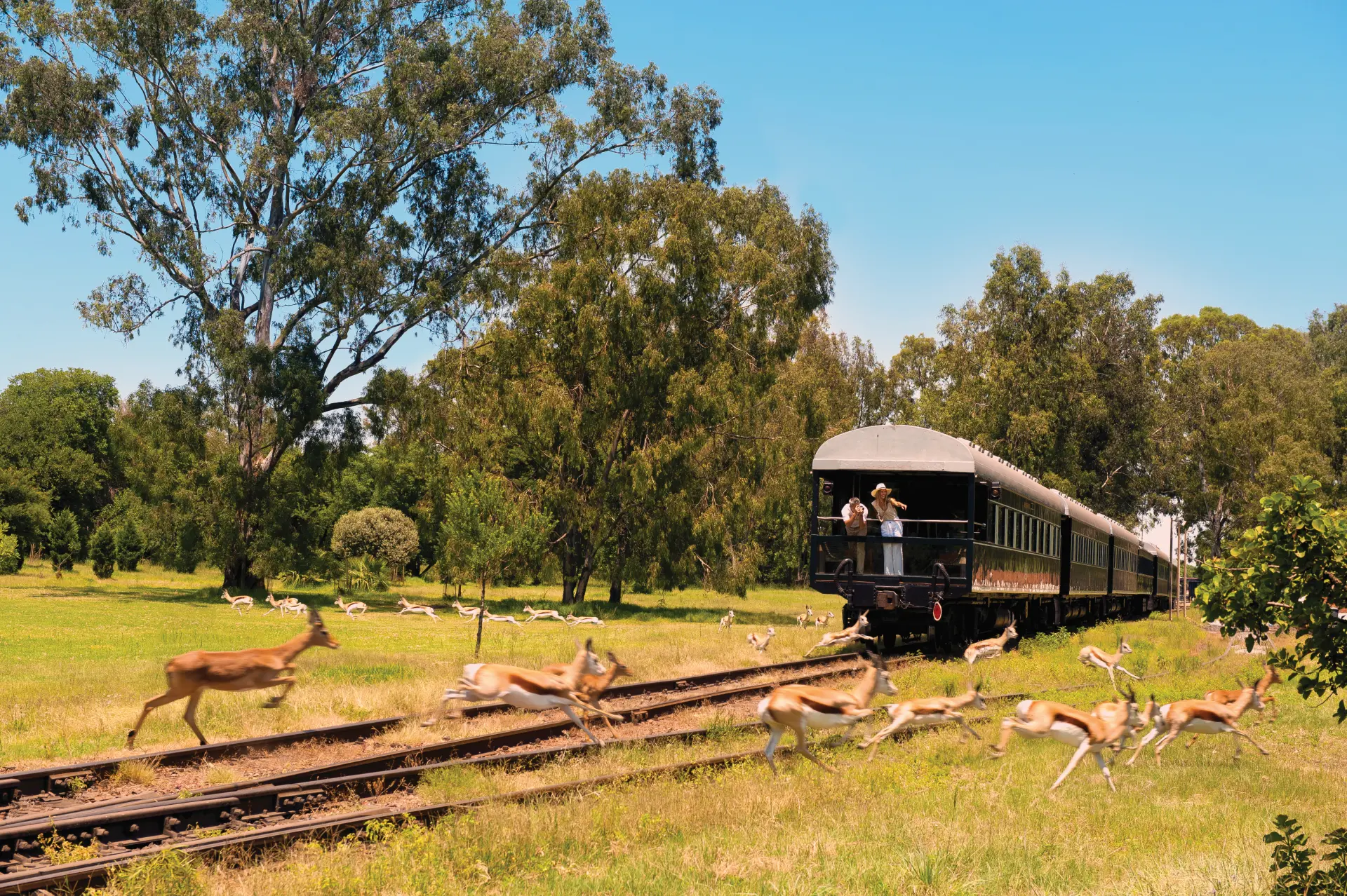 Oplev dyrelivet i Afrika fra toget Rovos Rail