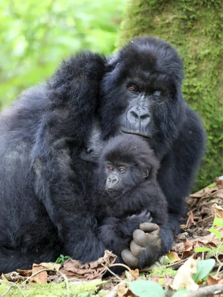 Bjerggorillaer i Rwanda, Afrika