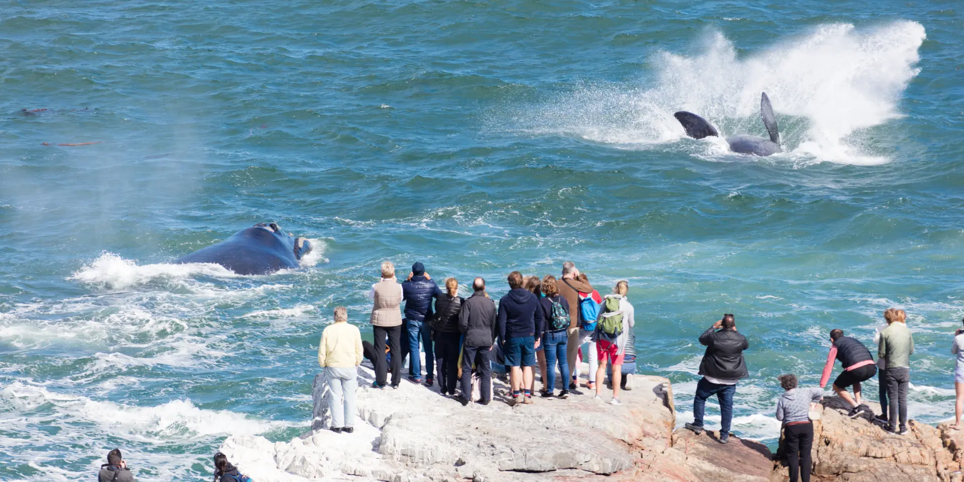 Ved Hermanus i Sydafrika ses hvaler fra kysten