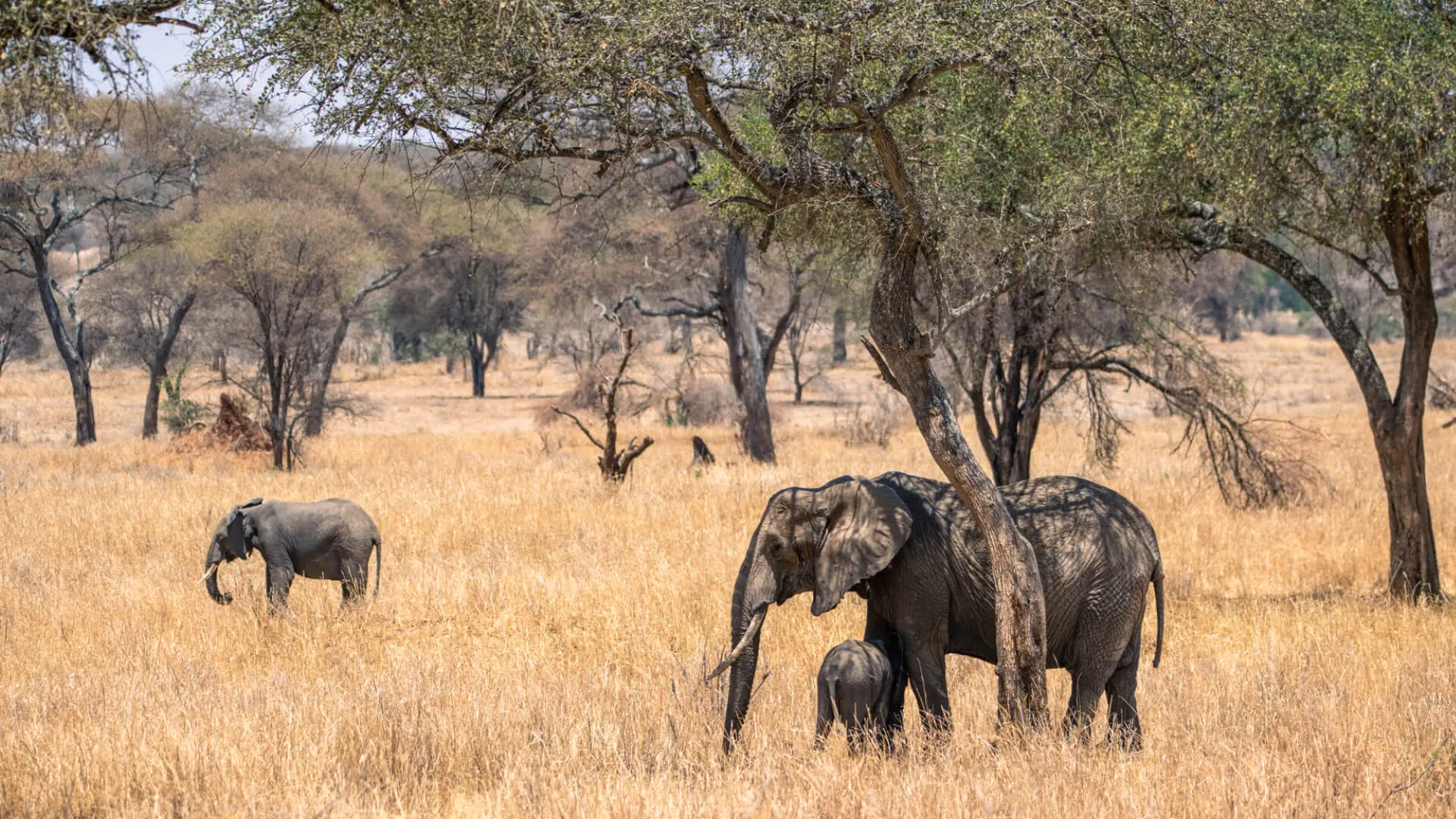 Safari fra Asilia Oliver´s Camp, Tanzania