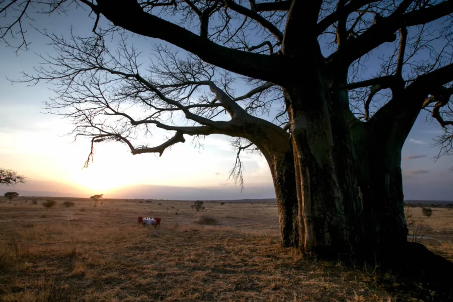Middag under stjernerne på Nimali Tarangire i Tanzania, Afrika