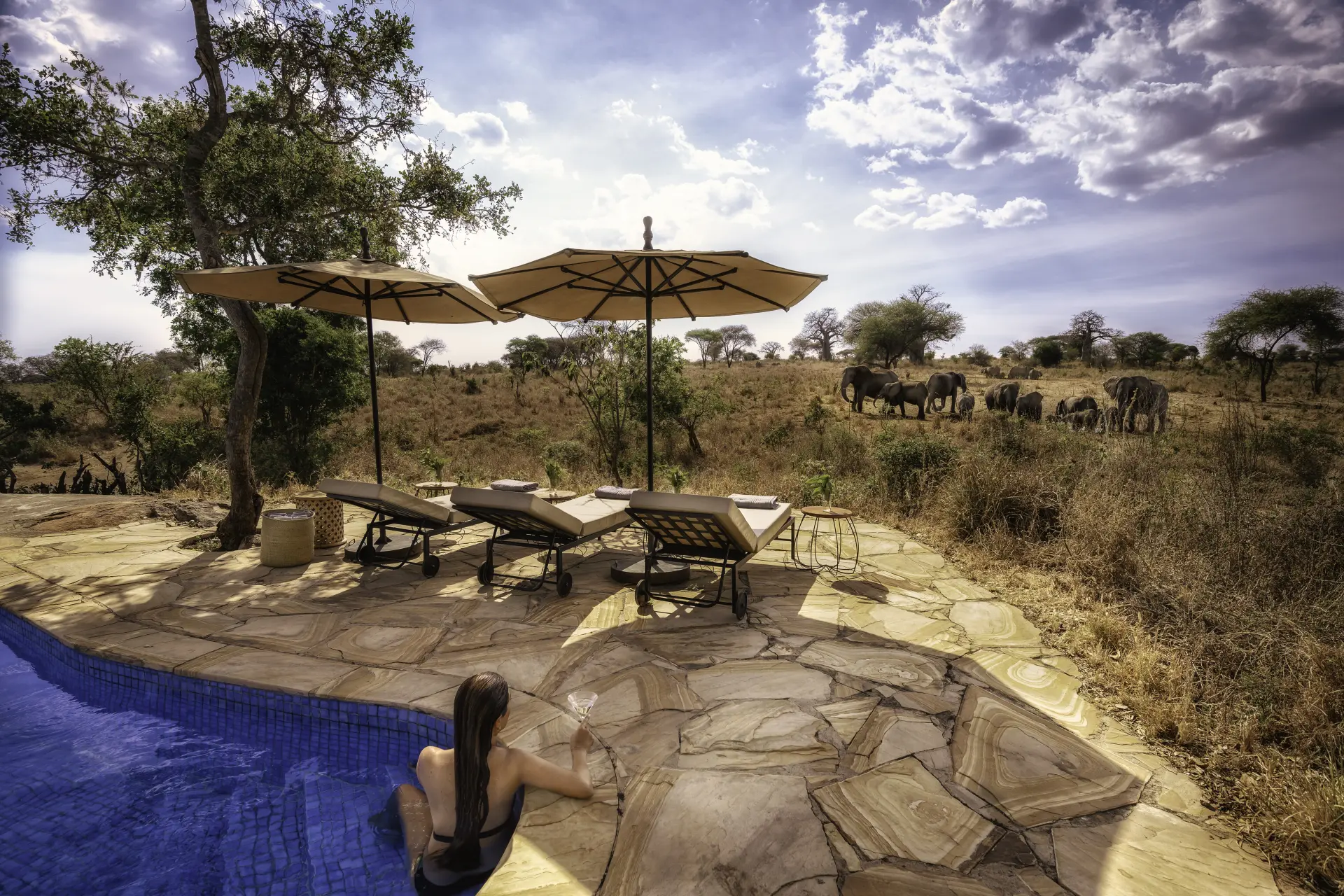 Pool med udsigt til dyrelivet, Nimali Tarangire i Tanzania, Afrika