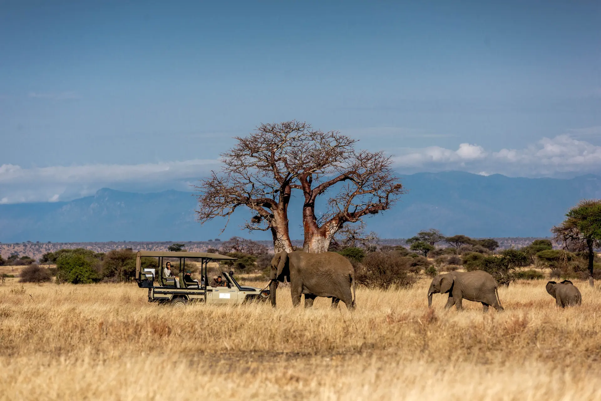 Safari med Nimali Tarangire i Tanzania, Afrika