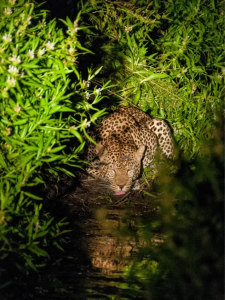 Natsafari - leopard i Serengeti, Tanzania