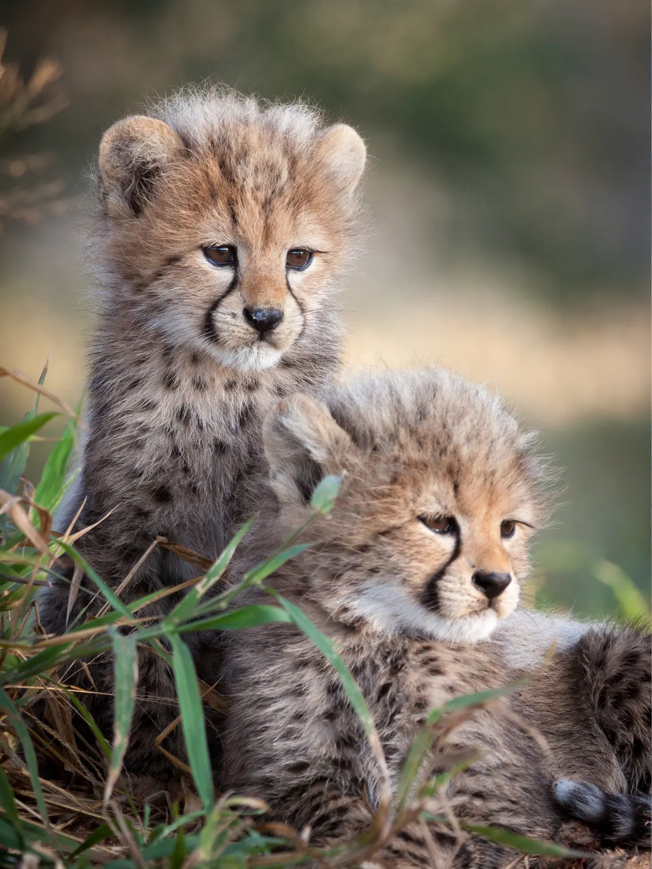 To leopardunger i Tanzania
