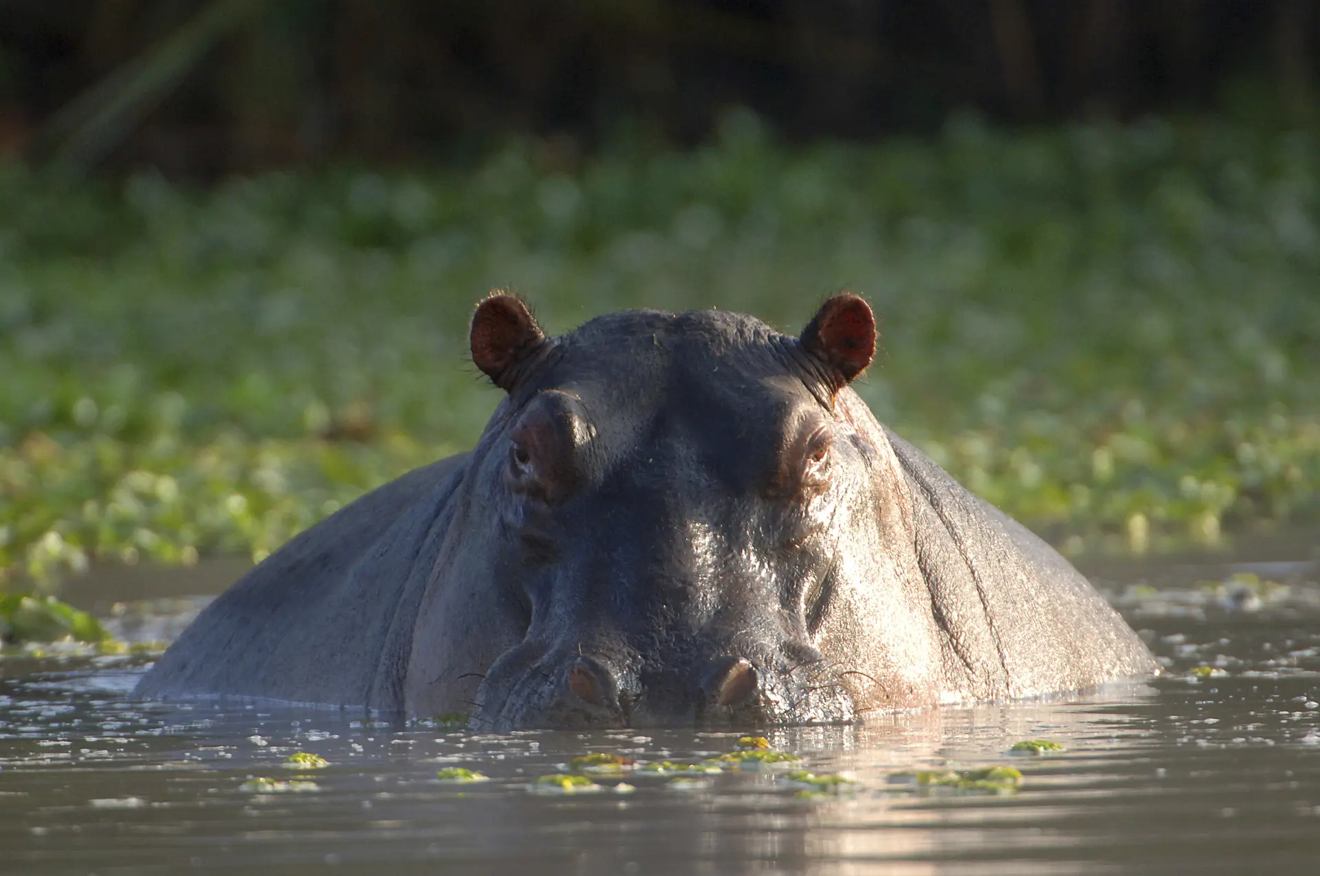 Flodhest i et vandhul i Afrika