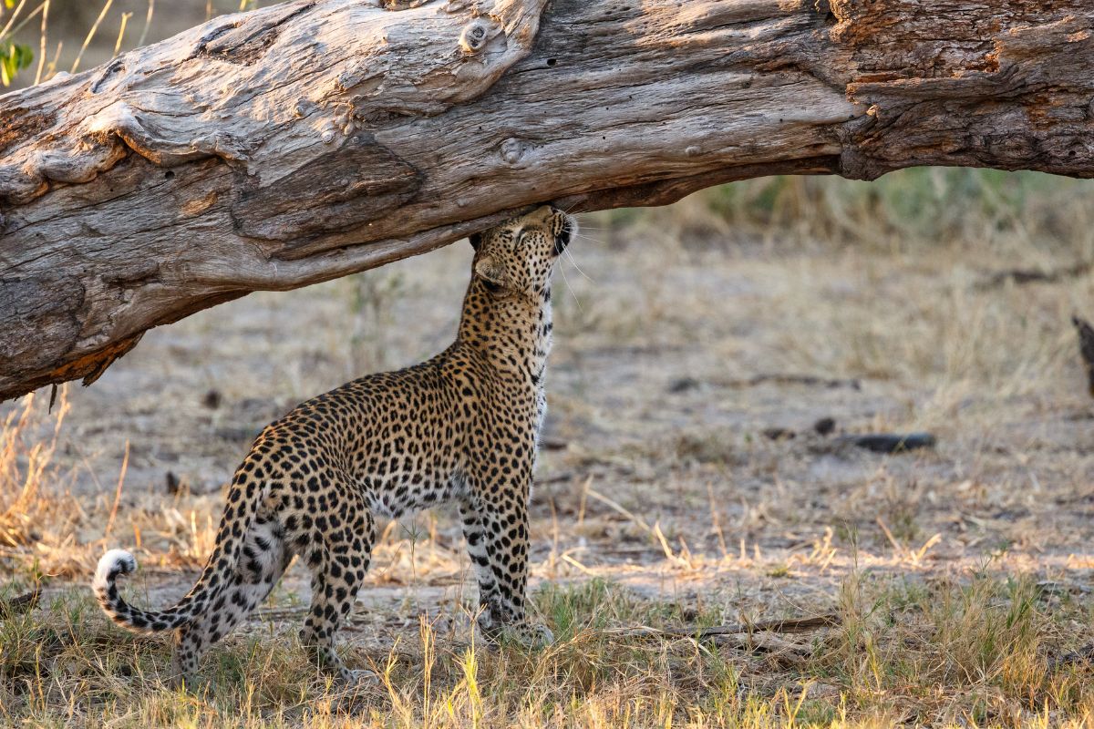 En leopard i Afrika gnubber sig op af et væltet træ