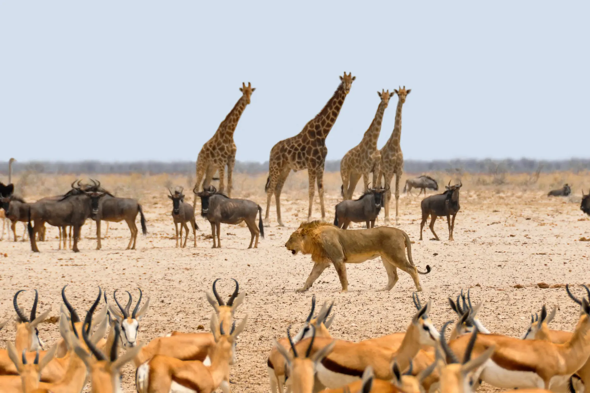 Hanløve blandt gazeller, gnuer og giraffer i Afrika