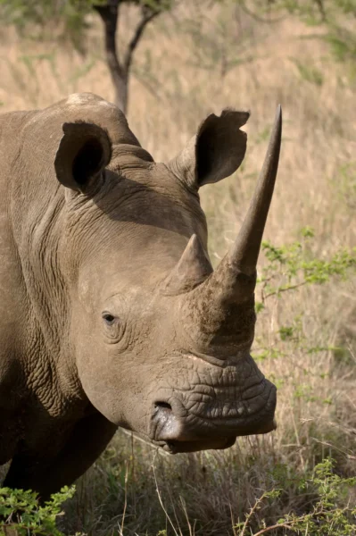 Et imponerende næsehorn i Afrika