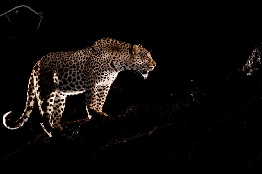 En leopard er spottet under en natsafari i Afrika