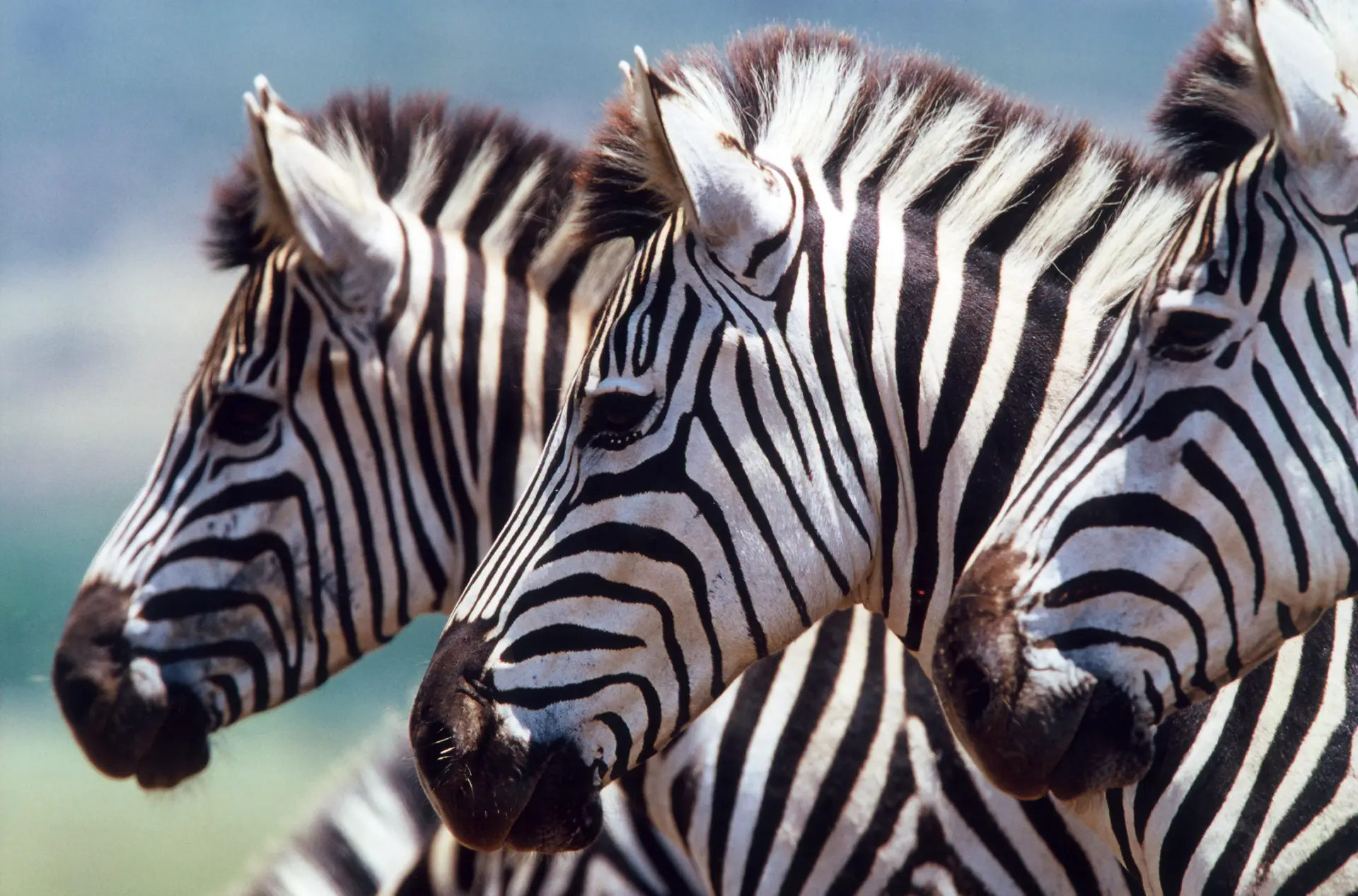 Kom helt tæt på zebraerne under en safari i Afrika