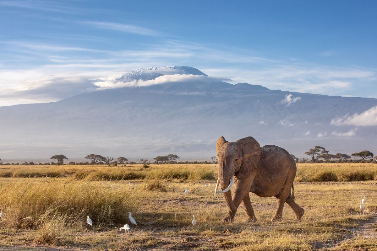 Elefant i Kenya med Kilimanjaro i baggrunden