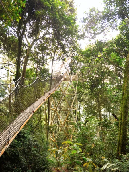 Nyungwe Canopy Walkway, Rwanda, Afrika
