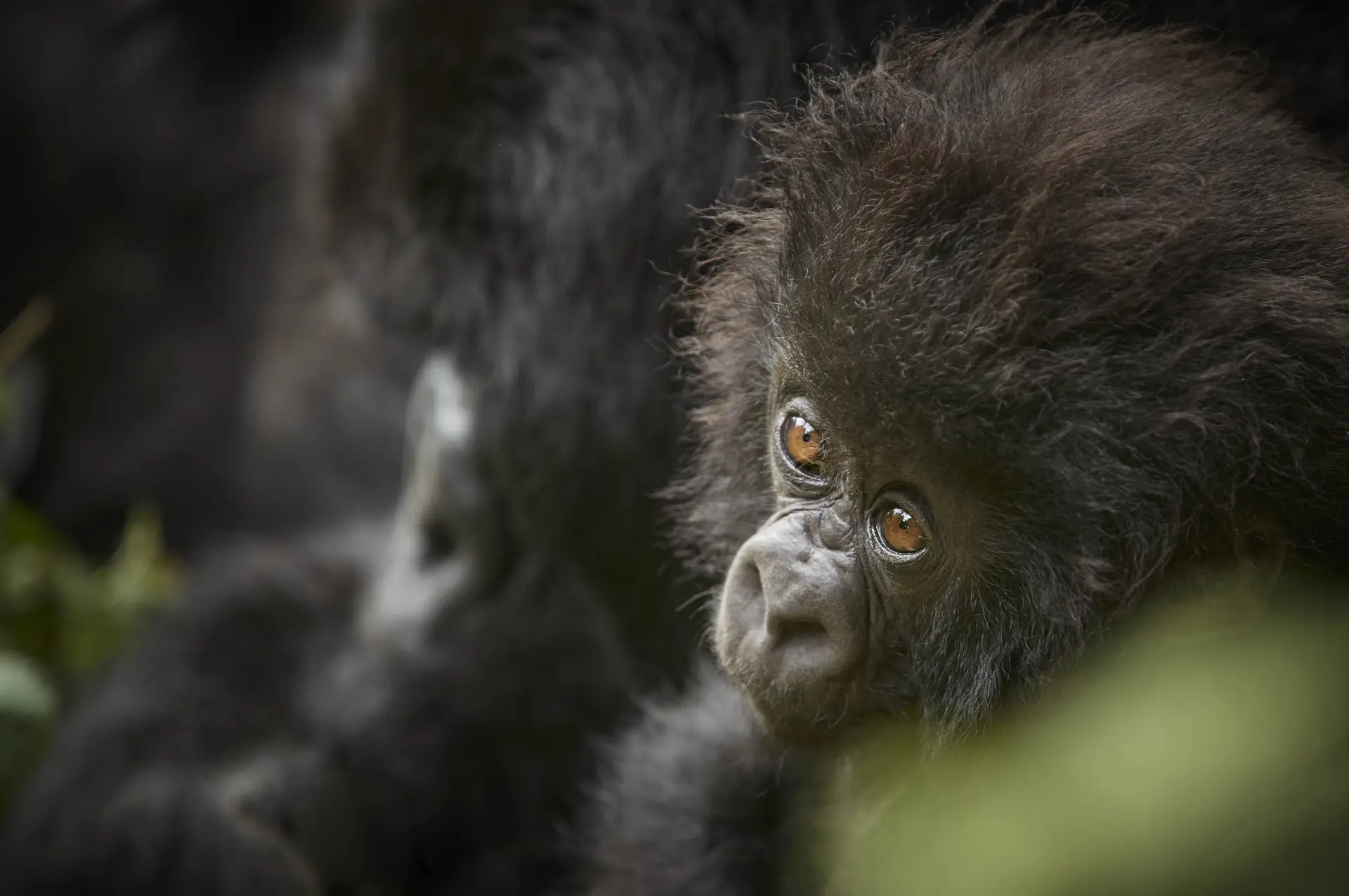 Oplev bjerggorillaer under opholdet på One&Only Gorillas Nest i Rwanda, Afrika