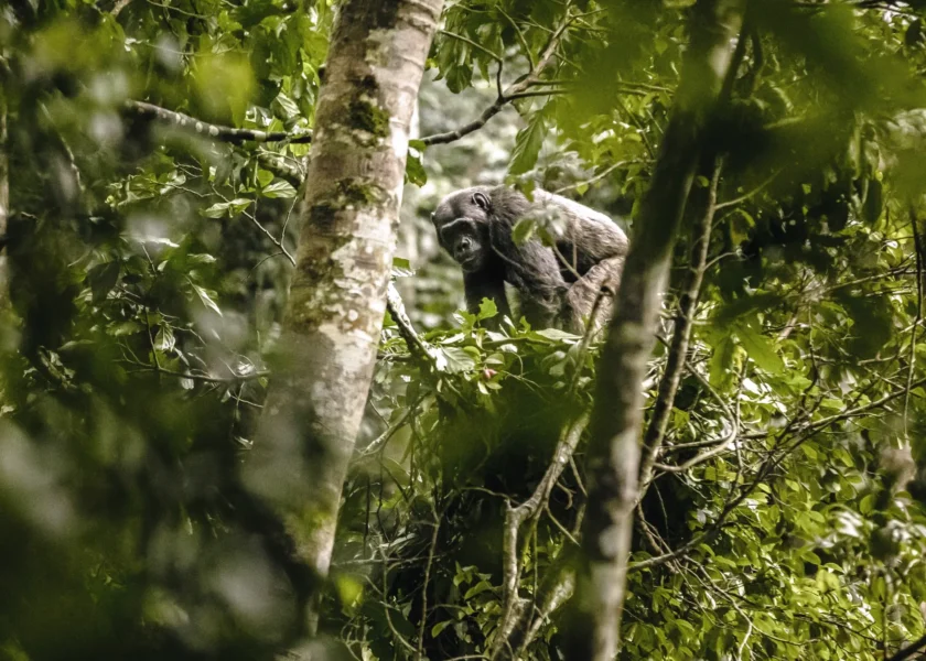 Chimpanse trekking fra One&Only Nyungwe House i Rwanda, Afrika