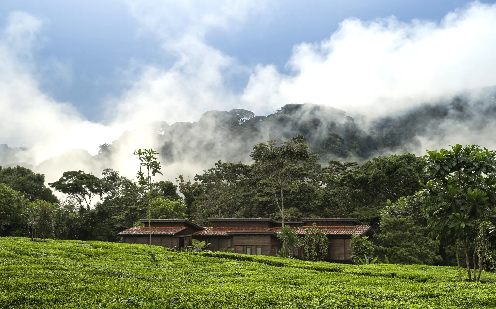 Morgentåge over One&Only Nyungwe House i Rwanda, Afrika